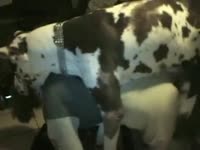 Beastie gal enjoying dog sex on the couch
